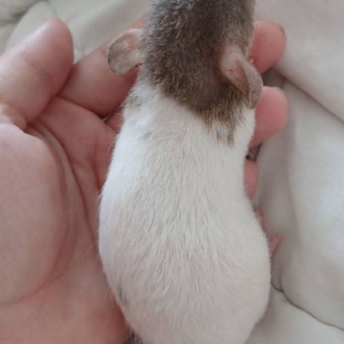 Rats normal et rat dwarf #7