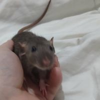 Rats normal et rat dwarf #1