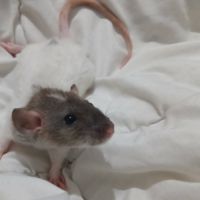 Rats normal et rat dwarf #2