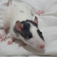 Rats normal et rat dwarf #4