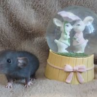 Rats normal et rat dwarf #5