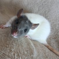 Rats normal et rat dwarf #6