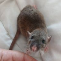 Rats normal et rat dwarf #8