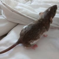 Rats normal et rat dwarf