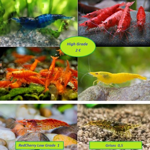 Neocaridina / asolene spixii / anentome helena...