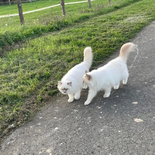 Chatons sacrés de birmanie loof #1