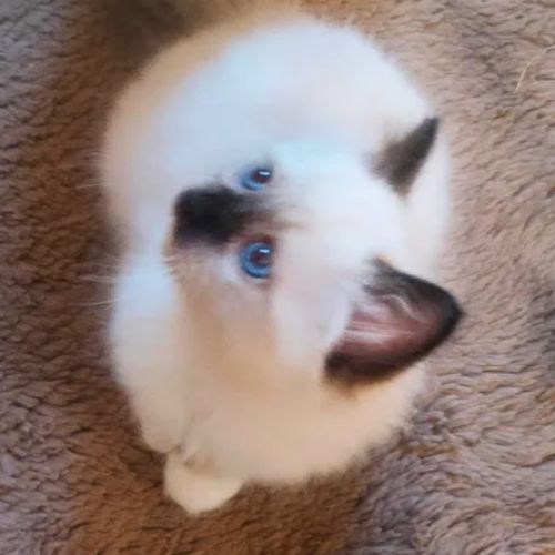 Chatons sacrés de birmanie loof #4