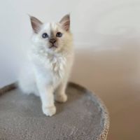 Chatons sacrés de birmanie loof