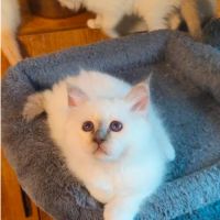 Chatons sacrés de birmanie loof #3