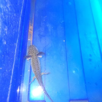 Axolotl noir
