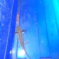 Axolotl noir