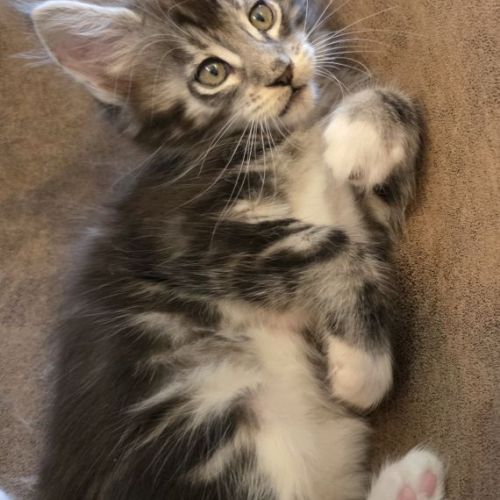 Chatons maine coon loof dispo à la réservation #3