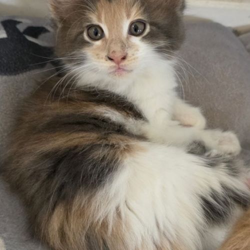 Chatons maine coon loof dispo à la réservation #4