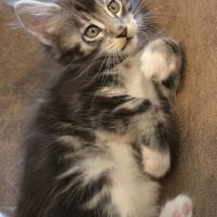 Chatons maine coon loof dispo à la réservation #3