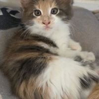 Chatons maine coon loof dispo à la réservation #4