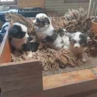 Chiots berger americain miniature #0