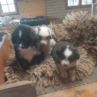 Chiots berger americain miniature #2