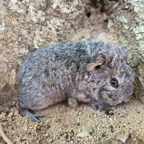 Cochon d'inde rex #1