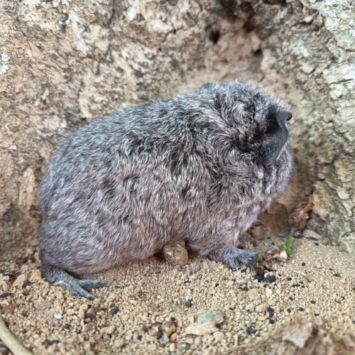 Cochon d'inde rex #2