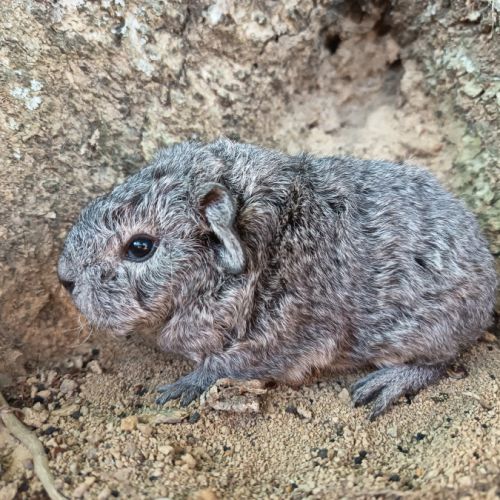 Cochon d'inde rex #3