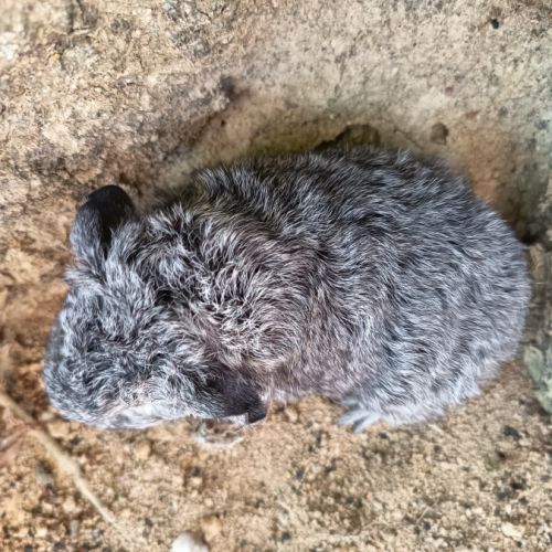 Cochon d'inde rex #4