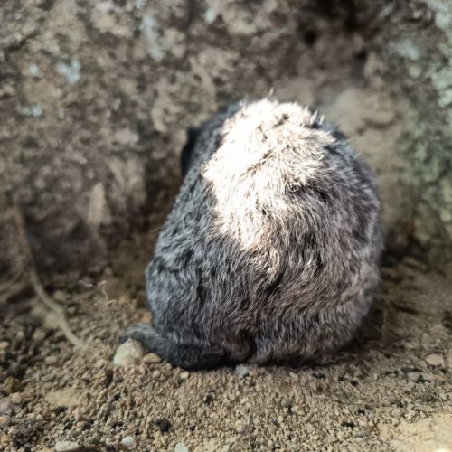 Cochon d'inde rex #5