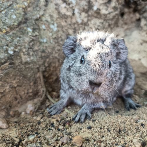 Cochon d'inde rex #0