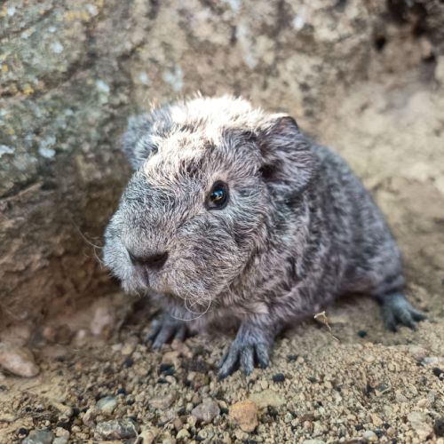 Cochon d'inde rex #8