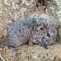 Cochon d'inde rex #1