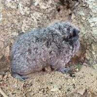 Cochon d'inde rex #2