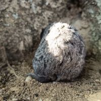 Cochon d'inde rex #5