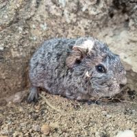 Cochon d'inde rex #6