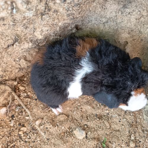 Cochon d'inde us teddy #3