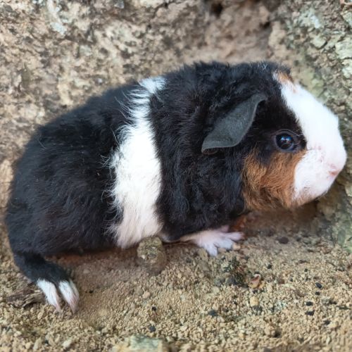 Cochon d'inde us teddy #4