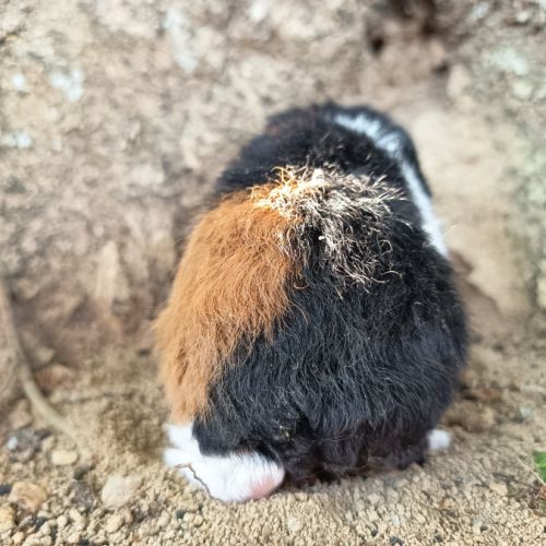 Cochon d'inde us teddy #5