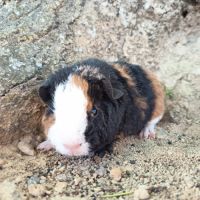 Cochon d'inde us teddy #1