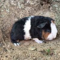 Cochon d'inde us teddy #2