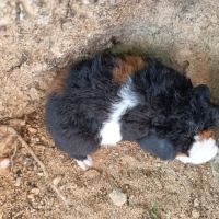 Cochon d'inde us teddy #3