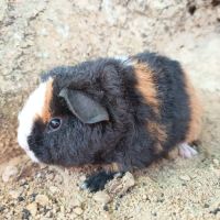 Cochon d'inde us teddy