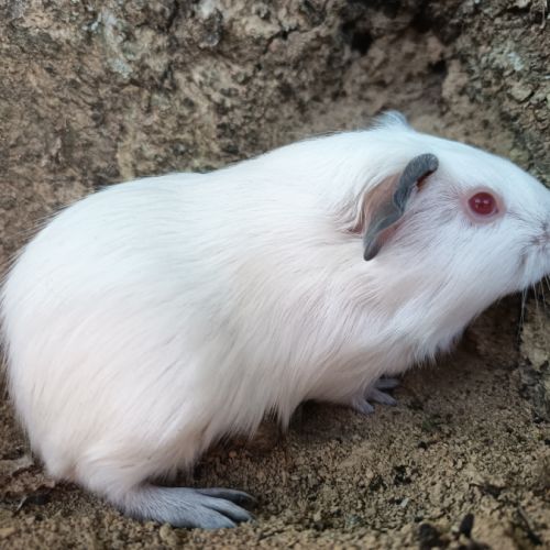 Cochon d'inde himalayen #1