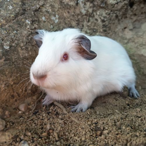 Cochon d'inde himalayen #3