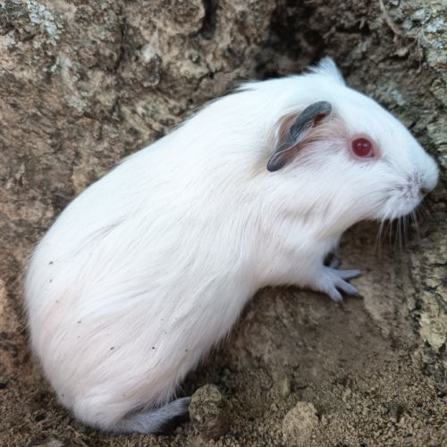 Cochon d'inde himalayen #5