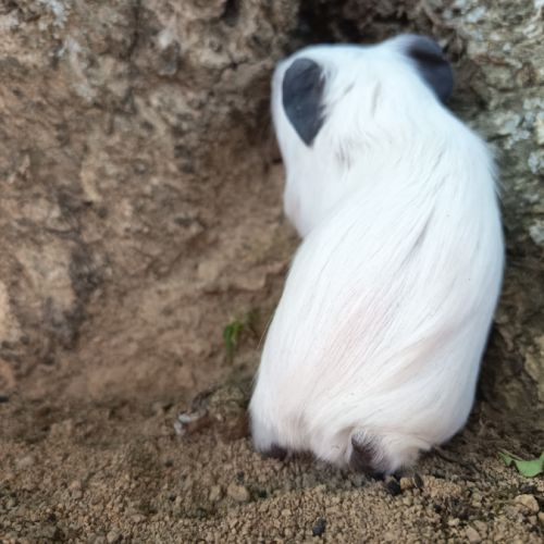 Cochon d'inde himalayen #7