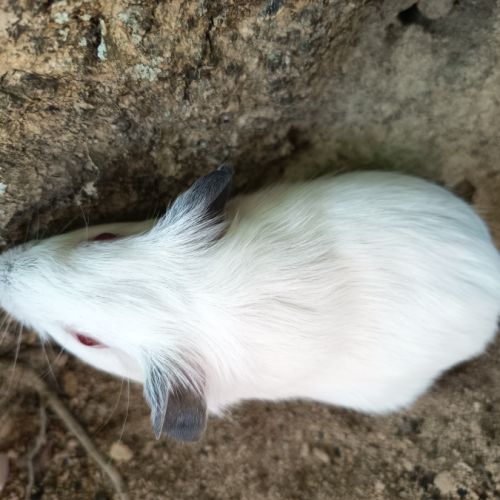 Cochon d'inde himalayen #8