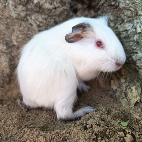 Cochon d'inde himalayen #9