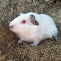 Cochon d'inde himalayen #2