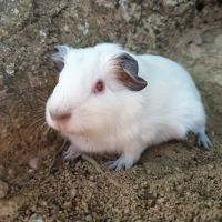 Cochon d'inde himalayen #3