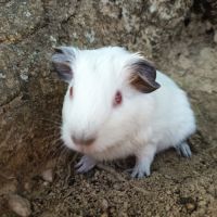 Cochon d'inde himalayen #4