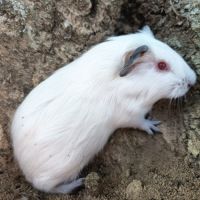 Cochon d'inde himalayen #5