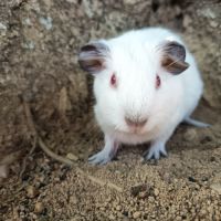 Cochon d'inde himalayen